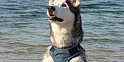 Aïko a rejoint le concours — aidez-le/la à gagner de superbes lots ! animal, beach, calm, canine, daylight, dog, ears, eyes, fur, harness, husky, nature, outdoor, pet, sea, shore, sitting, sky, snout, water