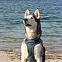 animal, beach, calm, canine, daylight, dog, ears, eyes, fur, harness, husky, nature, outdoor, pet, sea, shore, sitting, sky, snout, water