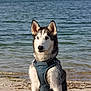 alert, animal, beach, calm, canine, daylight, dog, ears, fur, harness, husky, nature, ocean, outdoor, pet, portrait, sand, shoreline, sitting, water