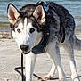 animal, beach, canine, closeup, curious, daylight, dog, fur, harness, husky, leash, nature, outdoor, pet, portrait, sand, snout, summer, walking, water