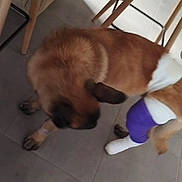 Zaïko participe au concours pour gagner de l'argent avec cette photo : dog, brown_dog, bandage, injured, floor, tile_floor, chair, wooden_chair, pet, indoor, animal, canine, leg_bandage, purple_bandage, white_bandage, looking_down, domestic_animal, furniture, floor_tile, paw