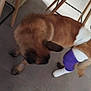 dog, brown_dog, bandage, injured, floor, tile_floor, chair, wooden_chair, pet, indoor, animal, canine, leg_bandage, purple_bandage, white_bandage, looking_down, domestic_animal, furniture, floor_tile, paw
