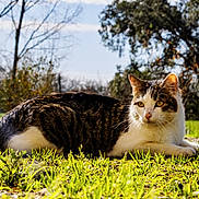 Victor a rejoint le concours — aidez-le/la à gagner de superbes lots ! cat, closeup, ears, feline, fence, grass, greenery, lying_down, nature, outdoor, paws, pet, portrait, resting, sunlight, tabby_cat, trees, whiskers, yard, yellow_eyes