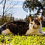 cat, closeup, ears, feline, fence, grass, greenery, lying_down, nature, outdoor, paws, pet, portrait, resting, sunlight, tabby_cat, trees, whiskers, yard, yellow_eyes