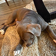 Diamond is registered to the contest to win money with this photo: puppy, dog, sleeping, indoor, rug, brown, white_paws, wooden_floor, furniture_leg, pet, cozy, resting, young_dog, canine, animal, domestic_animal, flooring, carpet, relaxed, cute