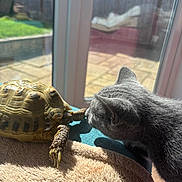 Earl is registered to the contest to win money with this photo: cat, tortoise, animal, curious, indoor, sunlight, blanket, glass_door, garden, pet, closeup, gray_cat, reptile, furry, shell, pavement, home, daylight, interaction, resting