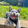 Earl is registered to the contest to win money with this photo: kitten, gray_cat, pet, outdoor, grass, stone_ledge, playful, young_animal, feline, cute, close_up, sunlight, whiskers, ears, mouth_open, happy, animal, nature, domestic_cat, daytime