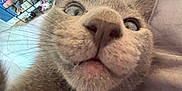 Earl is registered to the contest to win money with this photo: cat, gray_cat, close_up, selfie, bed, furniture, shoe_rack, cabinet, indoor, pet, animal, fur, ears, whiskers, mouth, eyes, curious, lying_down, soft_light, home