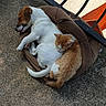 dog, cat, pet_bed, sleeping, outdoor, concrete_floor, brown, white, orange, furry, cute, animal, resting, snuggling, companion, relaxation, sunlight, quiet, peaceful, curled_up