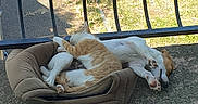 Atchy a rejoint le concours — aidez-le/la à gagner de superbes lots ! cat, dog, pet_bed, sleeping, cuddling, balcony, outdoor, sunlight, relaxing, ginger_cat, white_dog, paw, fur, resting, animal, companion, cozy, nature, quiet, peaceful