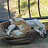 cat, dog, pet_bed, sleeping, cuddling, balcony, outdoor, sunlight, relaxing, ginger_cat, white_dog, paw, fur, resting, animal, companion, cozy, nature, quiet, peaceful