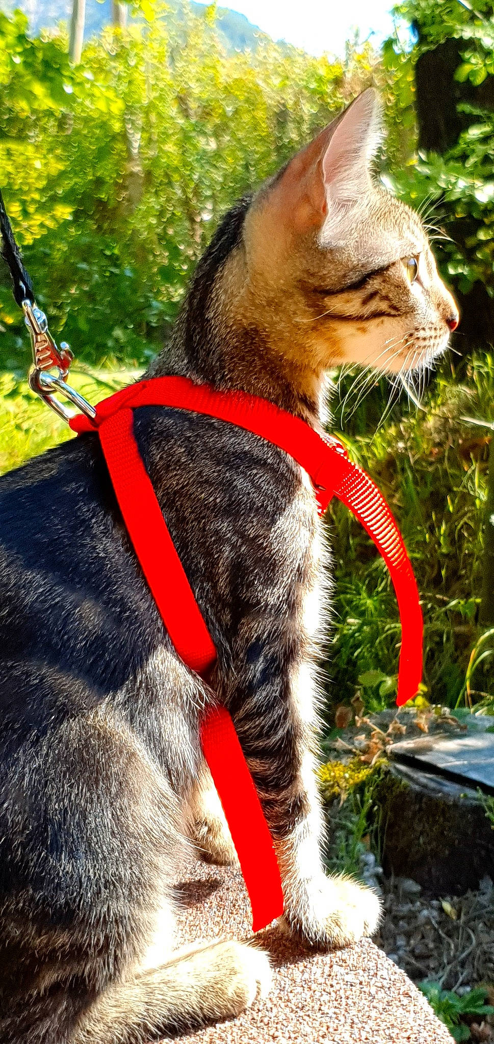 Simba participe au concours pour gagner de l'argent avec cette photo : carnivore, cat, collar, dog_collar, domestic_short_haired_cat, fashion_accessory, fawn, felidae, fur, leash, small_to_medium_sized_cats, snout, tabby_cat, tail, whiskers