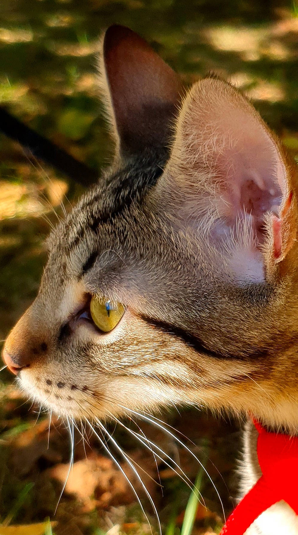 Simba a rejoint le concours — aidez-le/la à gagner de superbes lots ! american_wirehair, asian, bengal, carnivore, cat, close_up, domestic_short_haired_cat, european_shorthair, eye, felidae, fur, grass, mammal, nose, ocicat, small_to_medium_sized_cats, snout, tabby_cat, vertebrate, whiskers