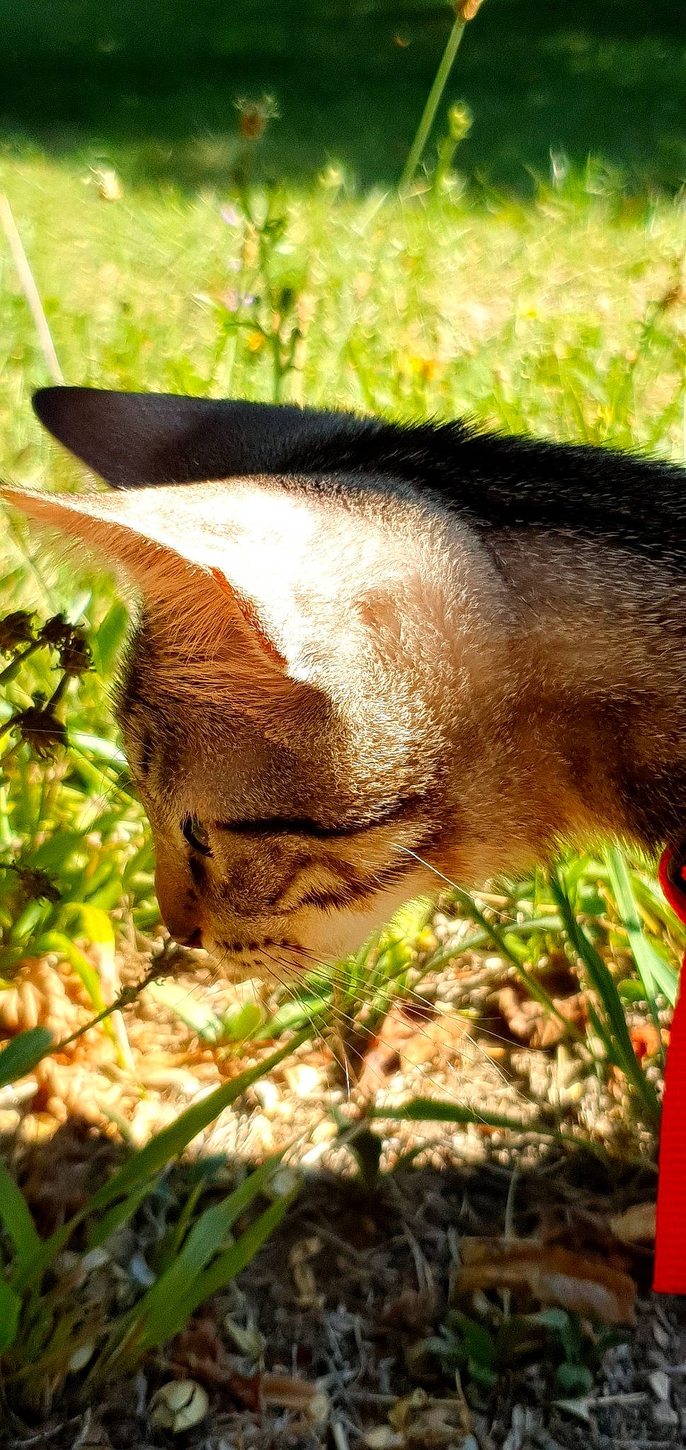 Simba a rejoint le concours — aidez-le/la à gagner de superbes lots ! adaptation, carnivore, cat, fawn, felidae, fur, grass, mammal, plant, snout, terrestrial_animal, whiskers, wildlife