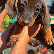 Ruby participe au concours pour gagner de l'argent avec cette photo : puppy, dog, dachshund, animal, pet, cute, outdoor, sunlight, person, hand, holding, fur, ears, face, eyes, nail, grass, background, multiple_puppies, collar