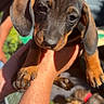 puppy, dog, dachshund, animal, pet, cute, outdoor, sunlight, person, hand, holding, fur, ears, face, eyes, nail, grass, background, multiple_puppies, collar