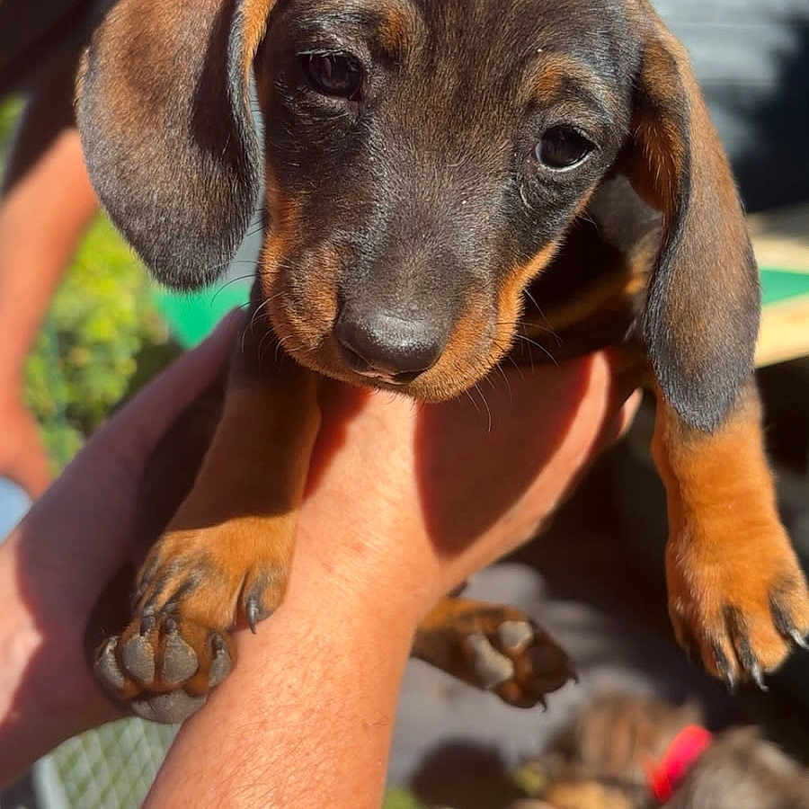 Ruby