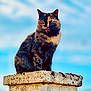 animal, blue_sky, cat, closeup, clouds, concrete, daytime, ears, feline, fur, nature, outdoor, pet, portrait, post, sitting, sky, tongue_out, tortoiseshell, whiskers