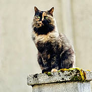 Bounty participe au concours pour gagner de l'argent avec cette photo : cat, tortoiseshell_cat, moss, concrete, pillar, outdoor, animal, pet, feline, fur, green_eyes, sitting, portrait, close_up, nature, wildlife, mammal, whiskers, ears, background_blur