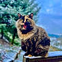 Bounty a rejoint le concours — aidez-le/la à gagner de superbes lots ! cat, tortoiseshell, feline, pet, animal, outdoor, snow, winter, wooden_railing, nature, tree, blurred_background, fur, meowing, mouth_open, green_eyes, perched, cold, daylight, wildlife