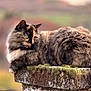animal, blurred_background, calm, cat, closeup, feline, fluffy, fur, green_eyes, moss, nature, outdoor, peaceful, pillar, portrait, resting, sitting, stone, tail, wildlife