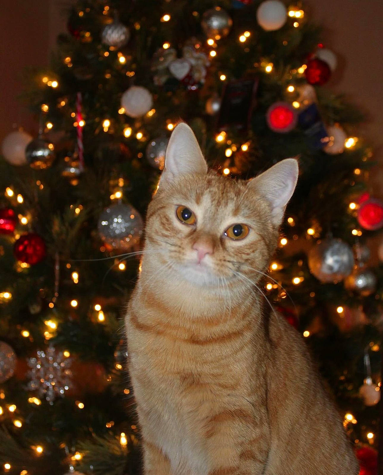 Miso is registered to the contest to win money with this photo: branch, carnivore, cat, christmas, christmas_decoration, christmas_ornament, christmas_tree, evergreen, fawn, felidae, holiday, holiday_ornament, light, ornament, plant, small_to_medium_sized_cats, snout, tree, whiskers, woody_plant