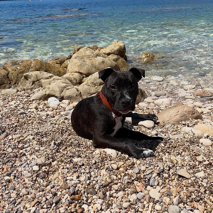 Bloom a rejoint le concours — aidez-le/la à gagner de superbes lots ! dog, black_dog, pebble_beach, water, sea, rocks, collar, sunlight, outdoor, nature, landscape, coast, shore, calm, summer, relaxing, animal, pet, canine, scenic