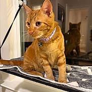 Kosmo Valentino joined the competition — help win amazing prizes! cat, orange_tabby, collar, star_tag, window, reflection, blanket, indoor, pet, curious, feline, fur, whiskers, ears, paws, sitting, domestic_animal, cozy, household, animal