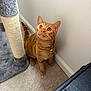 cat, ginger_cat, tabby, pet, indoor, scratching_post, carpet, collar, bell, fur, whiskers, ears, tail, curious, looking_up, animal, feline, cute, domestic, young_cat