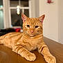 animal, calm, cat, close_up, domestic_cat, ears, eyes, feline, focused, fur, home, indoor, mammal, orange_tabby, paws, pet, portrait, relaxed, whiskers, wooden_table