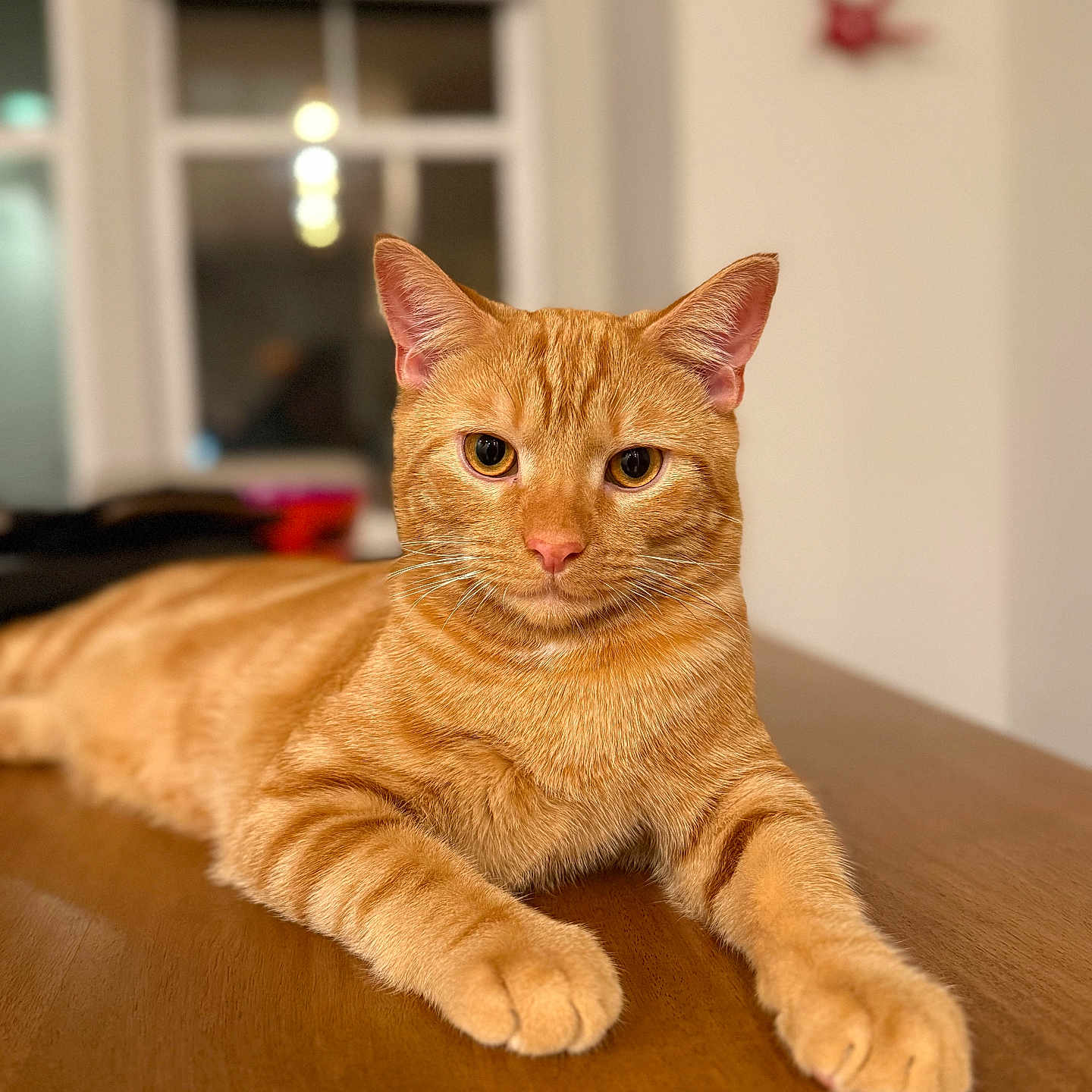 Kosmo Valentino joined the competition — help win amazing prizes! animal, calm, cat, close_up, domestic_cat, ears, eyes, feline, focused, fur, home, indoor, mammal, orange_tabby, paws, pet, portrait, relaxed, whiskers, wooden_table