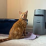cat, orange_tabby, pet, indoor, towel, litter_box, automatic_litter_machine, carpet, collar, curious, sitting, feline, domestic_cat, animal, fur, whiskers, ears, tail, eyes, floor
