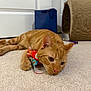 cat, ginger_cat, toy, carpet, indoor, pet, feline, relaxed, claw, scratch_post, blue_bag, close_up, lying_down, whiskers, ears, floor, domestic_animal, playful, home, furniture