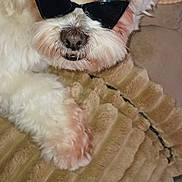 Pippin joined the competition — help win amazing prizes! dog, puppy, pet, white_fur, sunglasses, shades, blanket, couch, close_up, portrait, cute, fluffy, small_dog, nose, paw, muzzle, whiskers, indoor, pillow, watermark