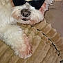 dog, puppy, pet, white_fur, sunglasses, shades, blanket, couch, close_up, portrait, cute, fluffy, small_dog, nose, paw, muzzle, whiskers, indoor, pillow, watermark