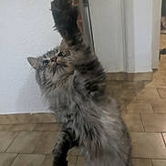 Twix a rejoint le concours — aidez-le/la à gagner de superbes lots ! cat, tabby, feline, paw, reaching, playful, indoor, floor, tile, hand, pet, fur, whiskers, cute, animal, domestic, mammal, curious, jump, interaction