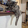 Twix a rejoint le concours — aidez-le/la à gagner de superbes lots ! cat, gray_tabby, fluffy, paw, counter, kitchen, indoor, shadow, wood, wall, relaxed, pet, animal, feline, domestic, cozy, shelf, plates, background, home