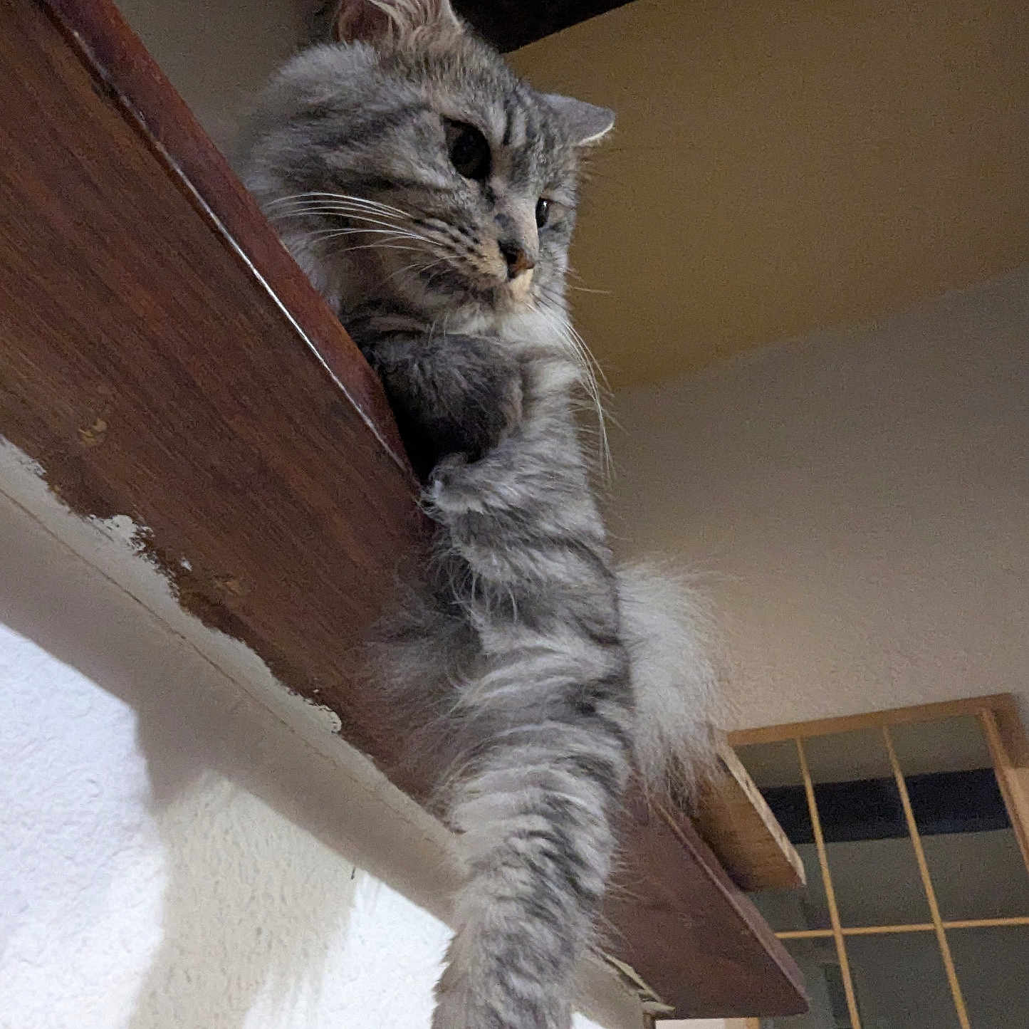 Twix a rejoint le concours — aidez-le/la à gagner de superbes lots ! cat, gray_tabby, fluffy, indoor, wooden_ledge, paw, stretching, contemplative, feline, pet, animal, home, wall, shadow, door, window, fur, whiskers, ears, relaxed