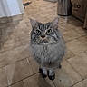 animal, bag, cat, curious, domestic_animal, ears, feline, floor_tiles, fluffy_fur, gray_cat, green_eyes, home, indoor, kitchen, looking_up, paws, pet, tabby_cat, trash_bin, whiskers
