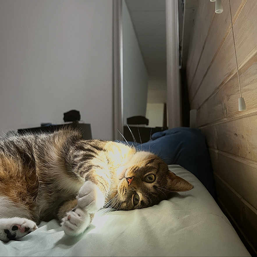Leonardo Dicatrio is registered to the contest to win money with this photo: cat, tabby, pet, indoor, bed, sunlight, relaxing, feline, fur, paws, mirror, wooden_wall, cushion, resting, cozy, animal, house, calm, sleepy, domestic