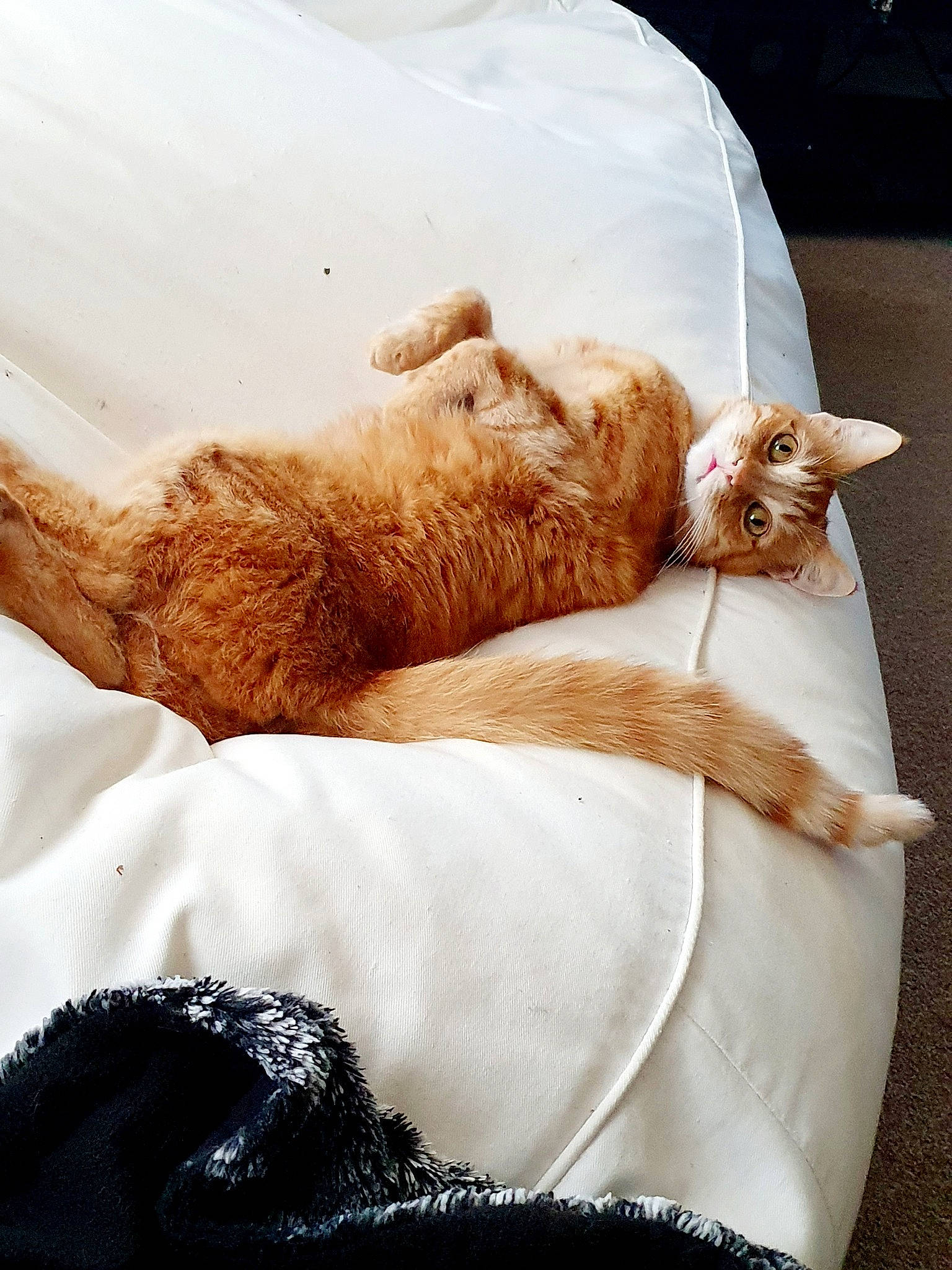 Top Cat joined the competition — help win amazing prizes! bed, bedding, carnivore, cat, chair, comfort, companion_dog, couch, domestic_short_haired_cat, fawn, felidae, fur, linens, paw, small_to_medium_sized_cats, studio_couch, tail, textile, whiskers, wood