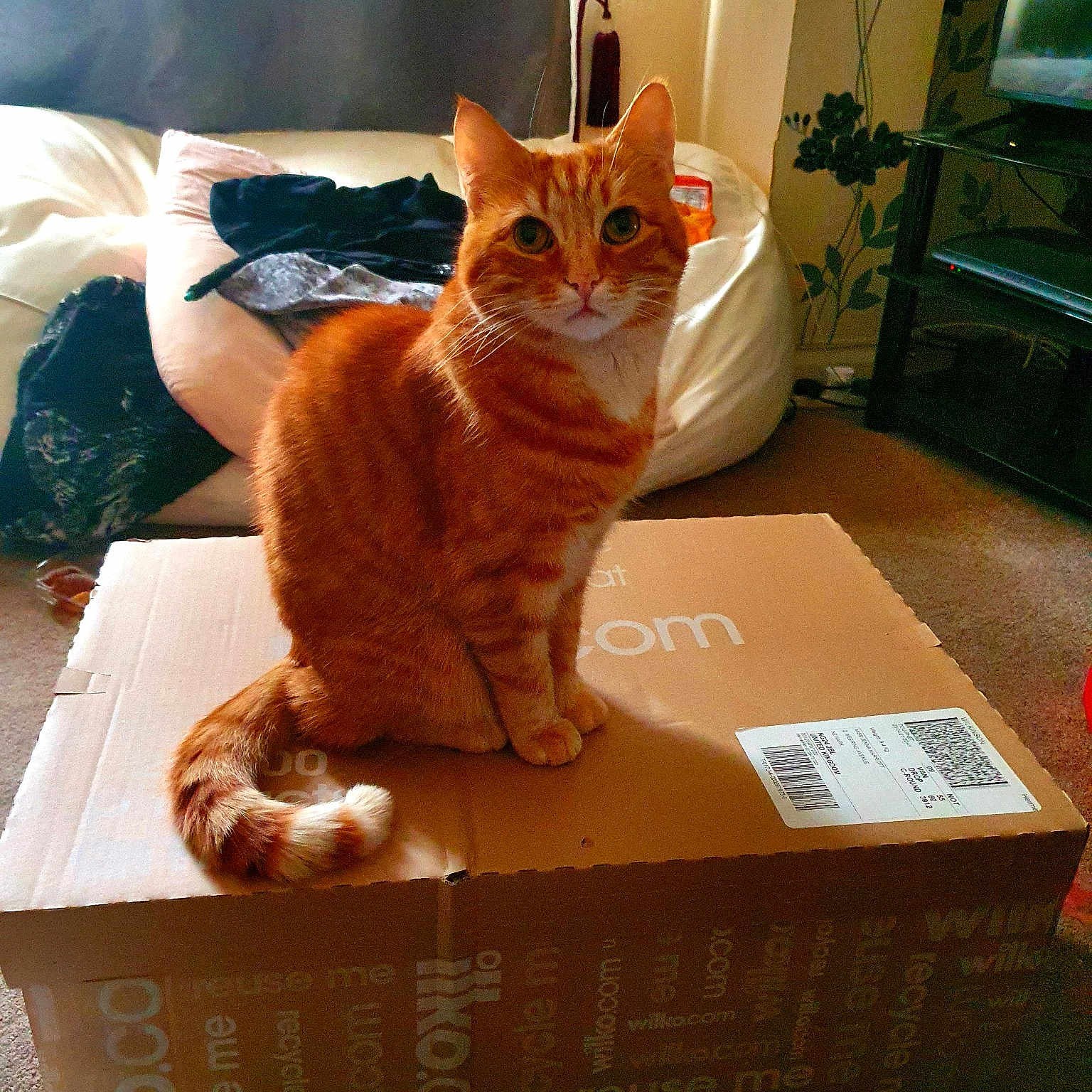 Top Cat