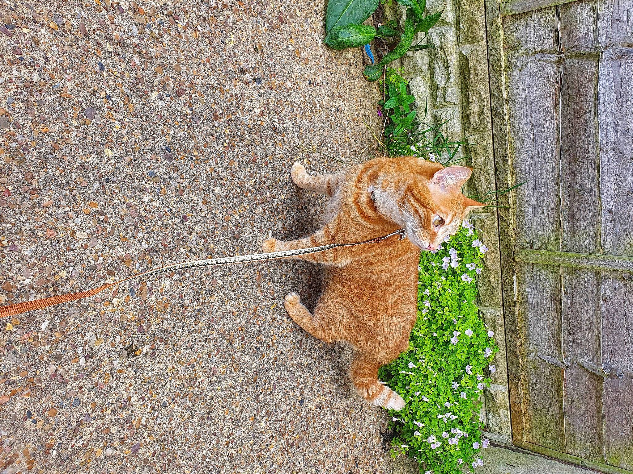 Top Cat is registered to the contest to win money with this photo: asphalt, carnivore, cat, dog_breed, domestic_short_haired_cat, fawn, felidae, fur, grass, leash, plant, road_surface, sidewalk, small_to_medium_sized_cats, sporting_group, tail, tar, terrestrial_animal, whiskers, wood