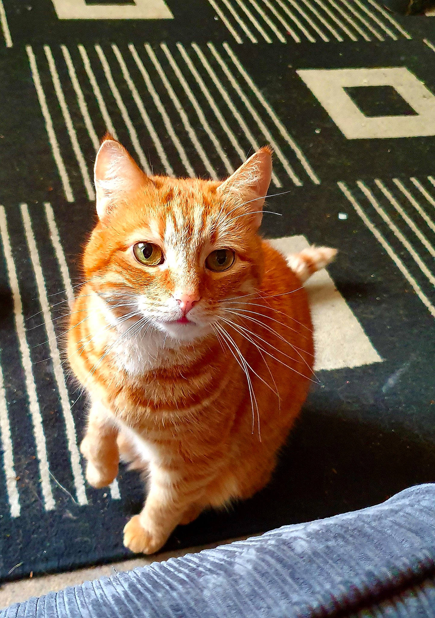 Top Cat joined the competition — help win amazing prizes! art, carnivore, cat, claw, domestic_short_haired_cat, eye, fawn, felidae, fur, paw, peach, road_surface, sitting, small_to_medium_sized_cats, snout, tail, terrestrial_animal, whiskers, window, wood