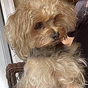 Annie joined the competition — help win amazing prizes! animal, beige, brown, close_up, companion, cozy, curly_hair, cute, cute_pet, dog, domestic, expression, fluffy, friendly, fur, indoor, pet, portrait, soft_light, wicker_chair