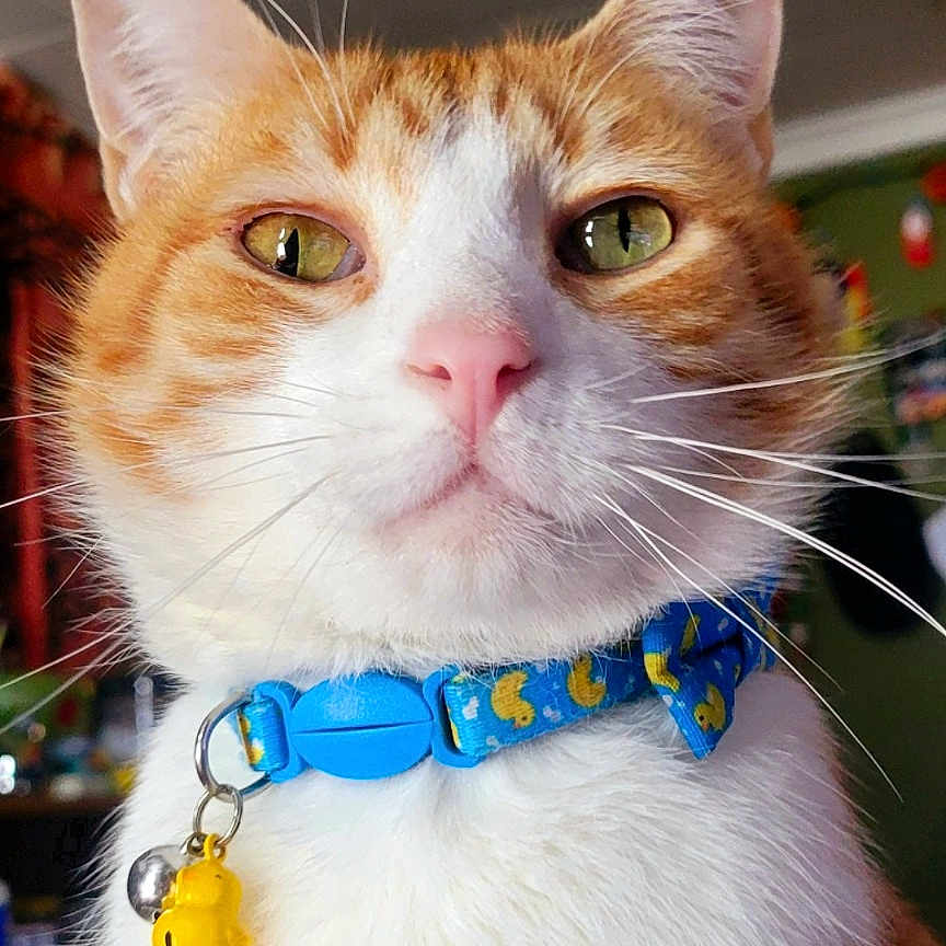 Meowzer joined the competition — help win amazing prizes! alert, animal, blue_collar, cat, close_up, collar, curious, cute, domestic_cat, ears, face, feline, green_eyes, indoor, orange_cat, pet, portrait, whiskers, white_fur, yellow_charm