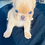 Gelato is registered to the contest to win money with this photo: adorable, animal, blue_eyes, canine, close_up, cute, dog, ears, face, fluffy, fur, indoor, looking, pet, portrait, puppy, sitting, small_dog, whiskers, young