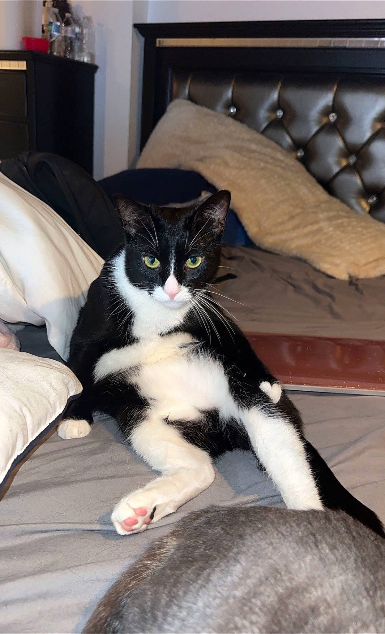 Ares joined the competition — help win amazing prizes! bedding, carnivore, cat, comfort, domestic_short_haired_cat, felidae, foot, formal_wear, fur, human_leg, lamp, lap, linens, living_room, pillow, room, sitting, small_to_medium_sized_cats, tail, whiskers