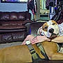 brown_dog, casual, comfort, companion, cozy, dog, domestic, furniture, hand, harness, home, human_interaction, indoor, leather_couch, living_room, person, pet, relaxing, resting, seated