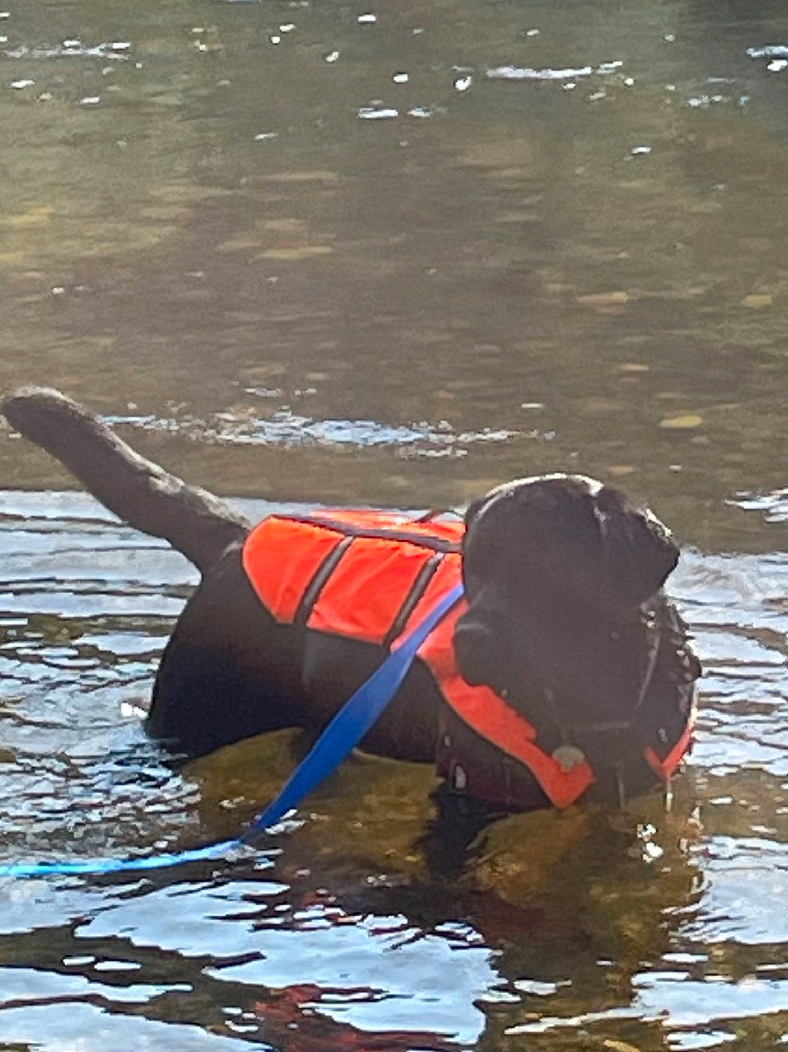 Oscar a rejoint le concours — aidez-le/la à gagner de superbes lots ! boating, boats_and_boating_equipment_and_supplies, dog, dog_breed, fashion_accessory, high_visibility_clothing, lake, lifejacket, outdoor_recreation, personal_protective_equipment, recreation, reflection, sporting_group, tail, vehicle, water, water_bird, water_transportation, working_animal